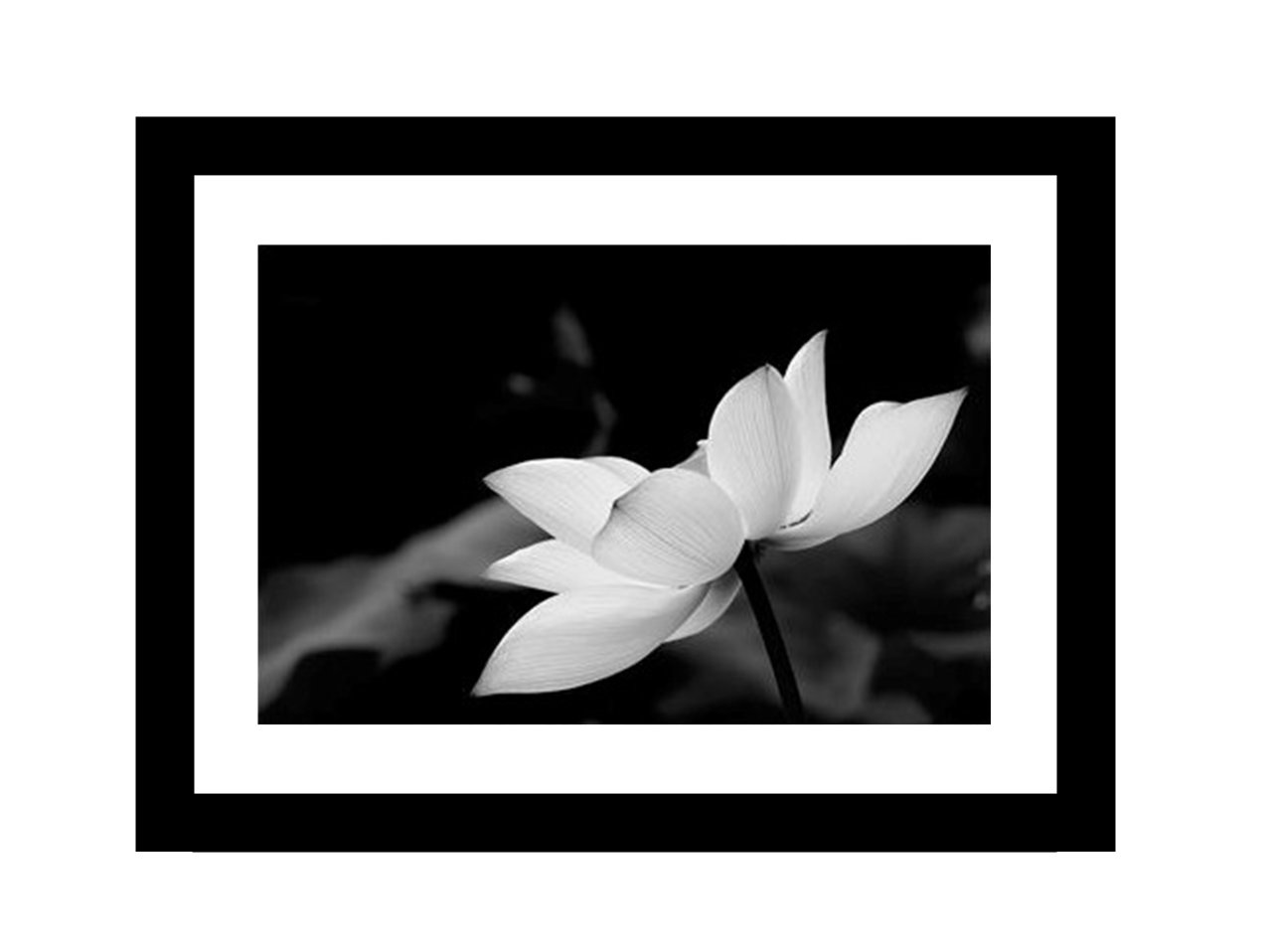 Flower Black & White Print