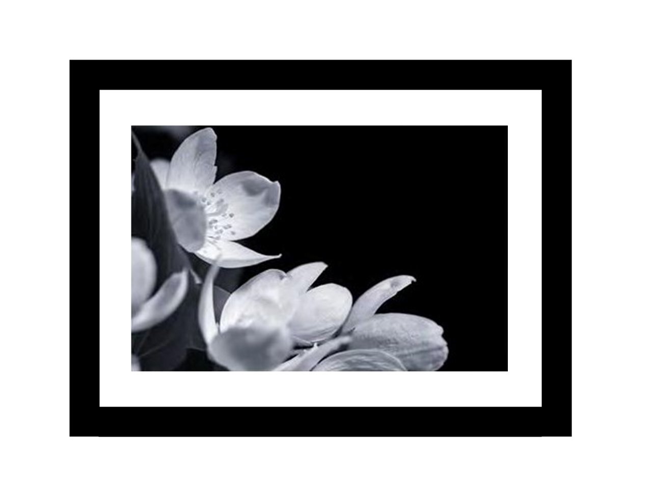 Flower Left Corner Black & White Print