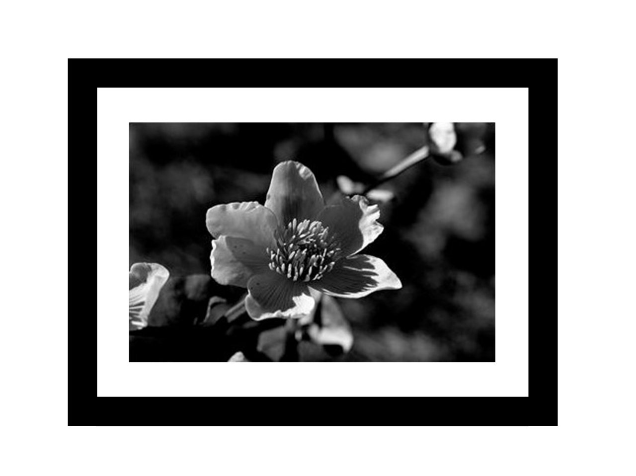Flower Centre Black & White